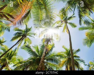 feuilles de palmier de l'île de Coiba, santa catalina, Panama, Amérique centrale Banque D'Images