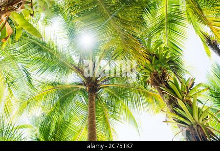 feuilles de palmier de l'île de Coiba, santa catalina, Panama, Amérique centrale Banque D'Images