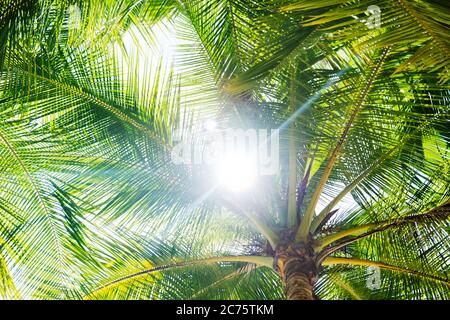 feuilles de palmier de l'île de Coiba, santa catalina, Panama, Amérique centrale Banque D'Images