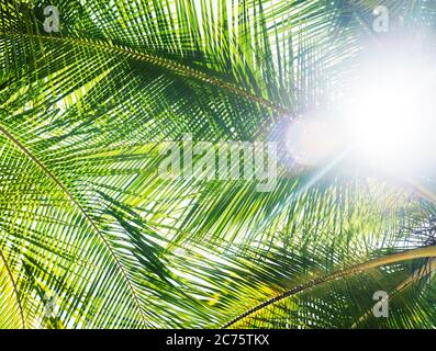 feuilles de palmier de l'île de Coiba, santa catalina, Panama, Amérique centrale Banque D'Images