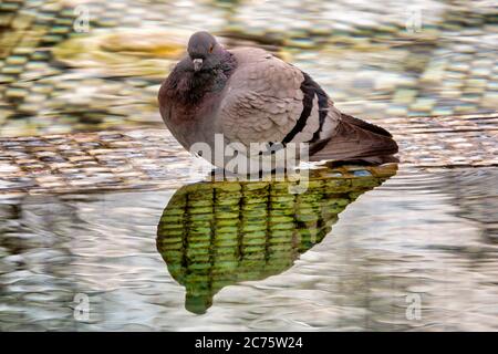 Gros plan d'un pigeon (Columba livia) dans une fontaine Banque D'Images