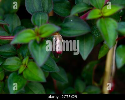 Gelée collante- comme mucilage formé sur les racines de la plante indienne de rhododendron ou de malabar melastome Banque D'Images