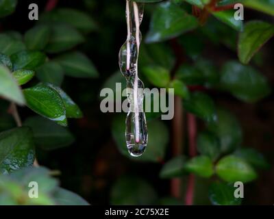 Gelée collante- comme mucilage formé sur les racines de la plante indienne de rhododendron ou de malabar melastome Banque D'Images