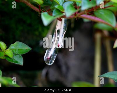 Gelée collante- comme mucilage formé sur les racines de la plante indienne de rhododendron ou de malabar melastome Banque D'Images