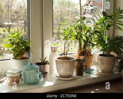 L'ensemble de différentes plantes est la décoration de la cuisine de seuil de fenêtre Banque D'Images