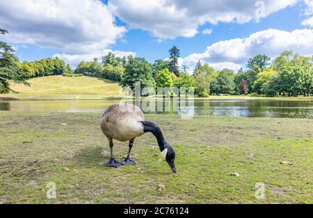 Bernache du Canada (Branta canadensis) debout sur la rive du lac, au jardin paysager de Clarement, Esher, Surrey, sud-est de l'Angleterre en été Banque D'Images