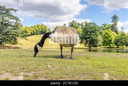 Bernache du Canada (Branta canadensis) debout sur la rive du lac, au jardin paysager de Clarement, Esher, Surrey, sud-est de l'Angleterre en été Banque D'Images