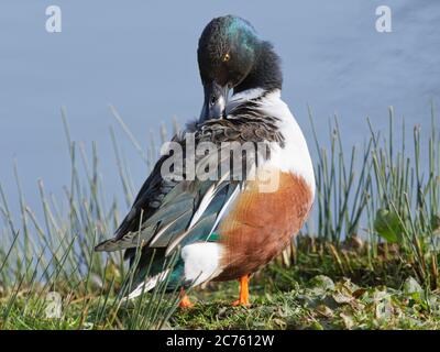 Northern shoveler (Añas clypeata) drake prêtant sur les marges marécageuses d'un lac peu profond, Gloucestershire, Royaume-Uni, février. Banque D'Images