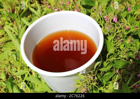 La photo montre le fumier liquide de la comfrey dans un champ de comfrey Banque D'Images