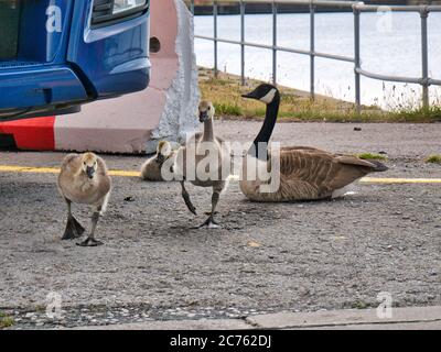 Les oies du Canada qui alevent des poussins dans un cadre industriel dans un parc de camions près de la rivière Mersey sur Wirral au Royaume-Uni Banque D'Images