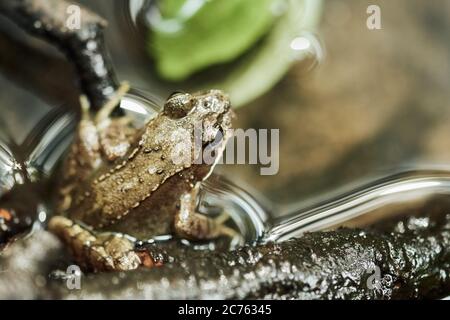 Grenouille européenne commune (Rana temporaria) assise sur le front de mer d'un étang à Meissendorf Lakes et Bannetze Moor, Allemagne Banque D'Images