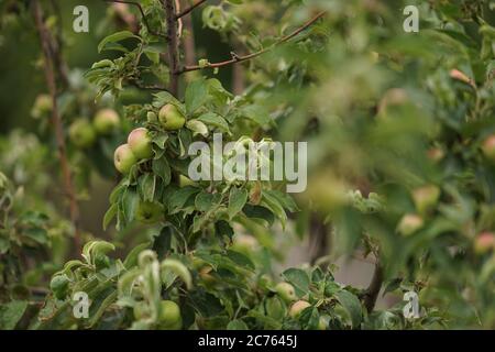 pommier avec fruits mûrs et feuilles vertes. Banque D'Images