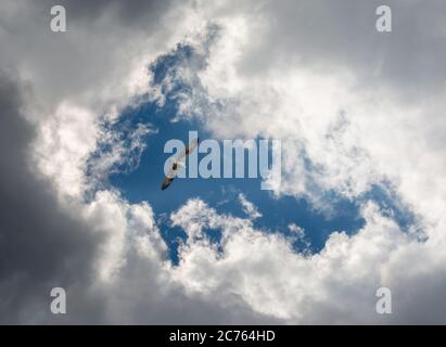 Une balbuzard s'élève au-dessus des nuages menaçants dans un ciel bleu profond. Banque D'Images