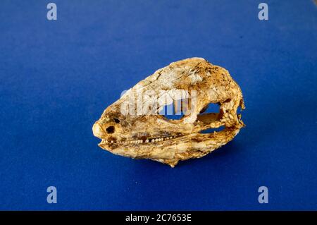 Photo Photo d'un lézard à sec des Canaries os du crâne Banque D'Images