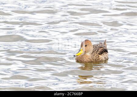 Pintail à bec jaune (Anas georgica georgica) nageant au golfe Almirante Montt - Chili Banque D'Images