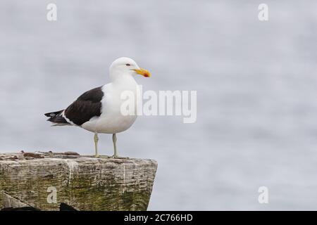 Mouette debout sur bois de quai, également connu sous le nom de guette dominicaine et de la guette de Kelp à dos noir. Nom scientifique: Larus dominicanus. Banque D'Images