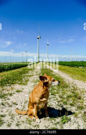 chien dans le parc, belle photo numérique Banque D'Images