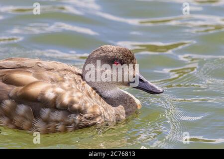 Canard à crête sud-américain (Lophonetta spécularioides) nageant sur la rivière Lapataia - Ushuaia - Argentine Banque D'Images