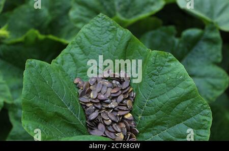 La photo montre des graines de citrouille dans une feuille de citrouille Banque D'Images