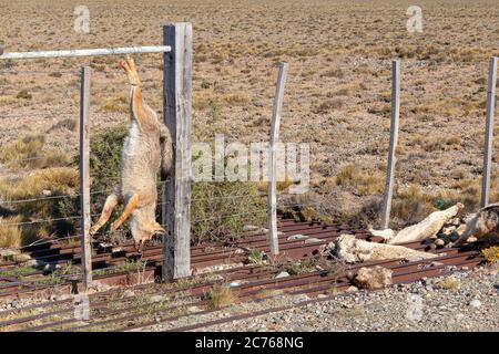 De nombreux pampas-renard ont été tués sur la clôture d'une propriété rurale sur la route 3, en Argentine Banque D'Images