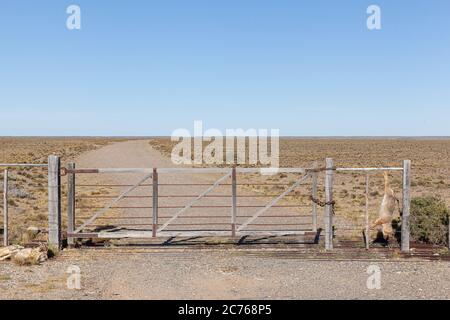 De nombreux pampas-renard ont été tués sur la clôture d'une propriété rurale sur la route 3, en Argentine Banque D'Images