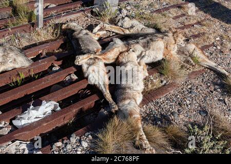 De nombreux pampas-renard ont été tués sur la clôture d'une propriété rurale sur la route 3, en Argentine Banque D'Images