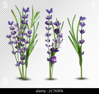 Fleurs 3D réalistes lavande avec feuille verte. Collection bouquet lavande. Lavande parfumée sur fond transparent. Bouquet de lavande de très belle vue. Illustration vectorielle Illustration de Vecteur