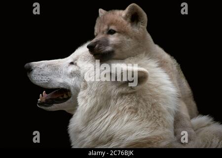 Mignon petit loup arctique (Canis lupus arctos) avec sa mère isolée sur fond noir Banque D'Images