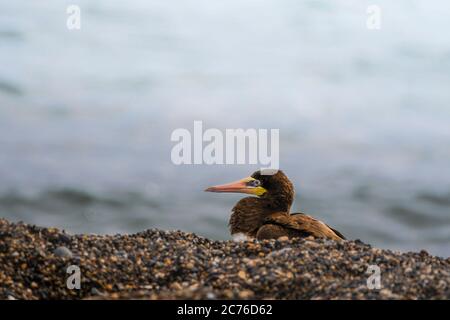 Reposer sur le sol. Marron Booby, sula leucogaster. Un visiteur inhabituel en Irlande a été repéré sur la plage de Greystones, au Co.Wicklow. 14.07.2020. Banque D'Images