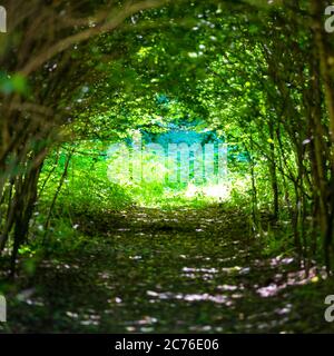 Forêt magique avec chemin vers la lumière à travers le tunnel sombre des arbres Banque D'Images