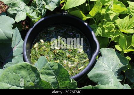 L'image montre le fumier liquide des herbes dans le jardin Banque D'Images