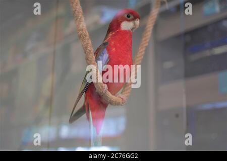 Grande rosella rose Platycercus elegans perroquet assis sur une corde dans une fenêtre de corde d'animal de compagnie, gros plan. Banque D'Images