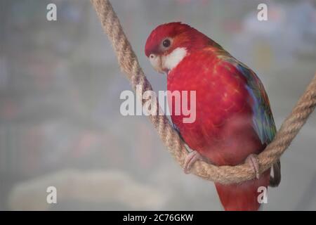 Grande rosella rose Platycercus elegans perroquet assis sur une corde dans une fenêtre de corde d'animal de compagnie, gros plan. Banque D'Images