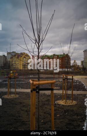 Jeune arbre attaché. Arbres nouvellement plantés, avec trois piquets pour le soutien. Un jeune arbre sautant a soutenu et soutenu par les lamelles en bois et attaché par le ruban Banque D'Images