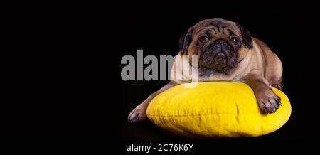 Magnifique pug allongé sur un oreiller jaune. Chien mignon reposant sur un fond noir. Banque D'Images