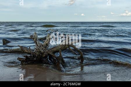Plage Baltique côte eau humide arbre mort Banque D'Images