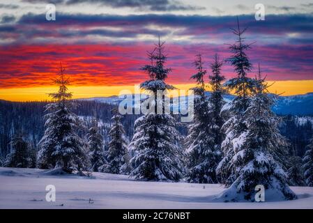 Hiver coucher de soleil coloré scène de lever de soleil dans les montagnes avec des sapins couverts de neige près de Marisel, Cluj County, Transylvania région, Roumanie Banque D'Images