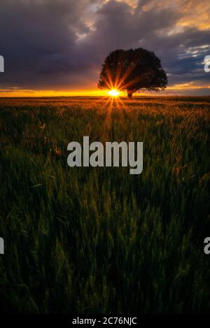 Chêne rétroéclairé dans un champ de blé au lever du soleil au coucher du soleil avec des nuages spectaculaires dans le ciel Banque D'Images