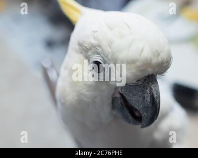 Portrait de Cocatoo à faible teneur en soufre. Animal exotique Banque D'Images