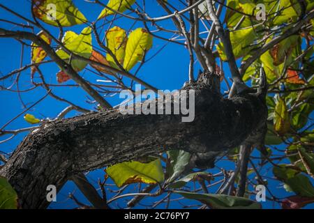 Terminalia catappa est largement cultivée dans les régions tropicales de la planète comme un arbre ornemental, en raison de la densité de ses feuilles. T Banque D'Images
