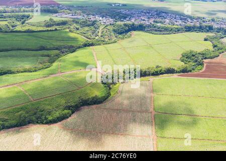 Vue aérienne des champs de canne à sucre, Maurice, Afrique Banque D'Images