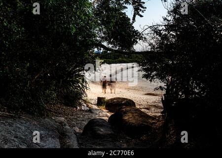 Chemin vers la plage de Daniela le soir. Florianopolis, Santa Catarina, Brésil. Banque D'Images