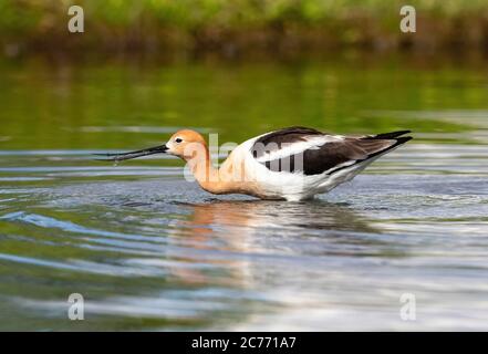 Profil rapproché d'un adulte américain Avocet qui recherche des aliments dans un environnement humide, en tamisant des aliments à travers sa facture. Banque D'Images