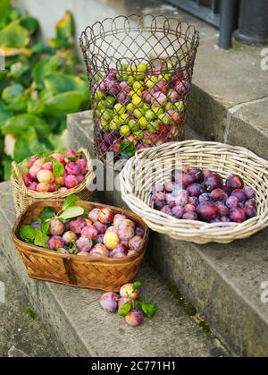 Prunes droits britanniques et irlandais uniquement. Banque D'Images