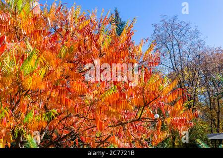 Les couleurs rouge et jaune de l'automne de l'Rhus typhina vinaigrier, Anacardiaceae, feuilles de sumac, le ciel bleu. Banque D'Images