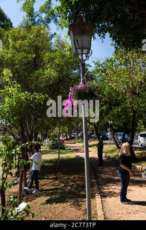 Fleurs accrochées dans l'un des lampadaires de la rue Rua Primavera, en face du lac Vitoria Regia. Place située dans le centre-ville de Holambra. Banque D'Images