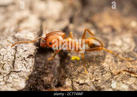 Ant à tête large (Pheidole dentata) Banque D'Images