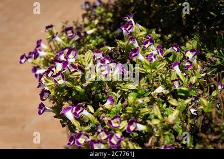 Un groupe de Torenia funieri (fleur de triangle) planté dans l'un des pots du jardin situé à proximité du moulin à vent des peuples Unis (Moinho Povos Unidos). Banque D'Images