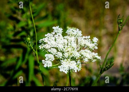 Gros plan sur la fleur sauvage dans la prairie Banque D'Images