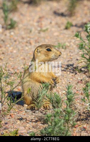 Jeune Gunnison's Prairie Dog pup (Cynomys gunnisoni), prenant le soleil du matin, Monument Colorado USA. Photo prise en juillet. Banque D'Images